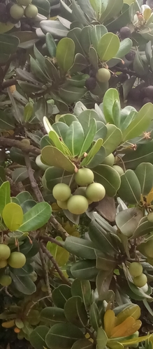 Foto de Abricó-de-praia