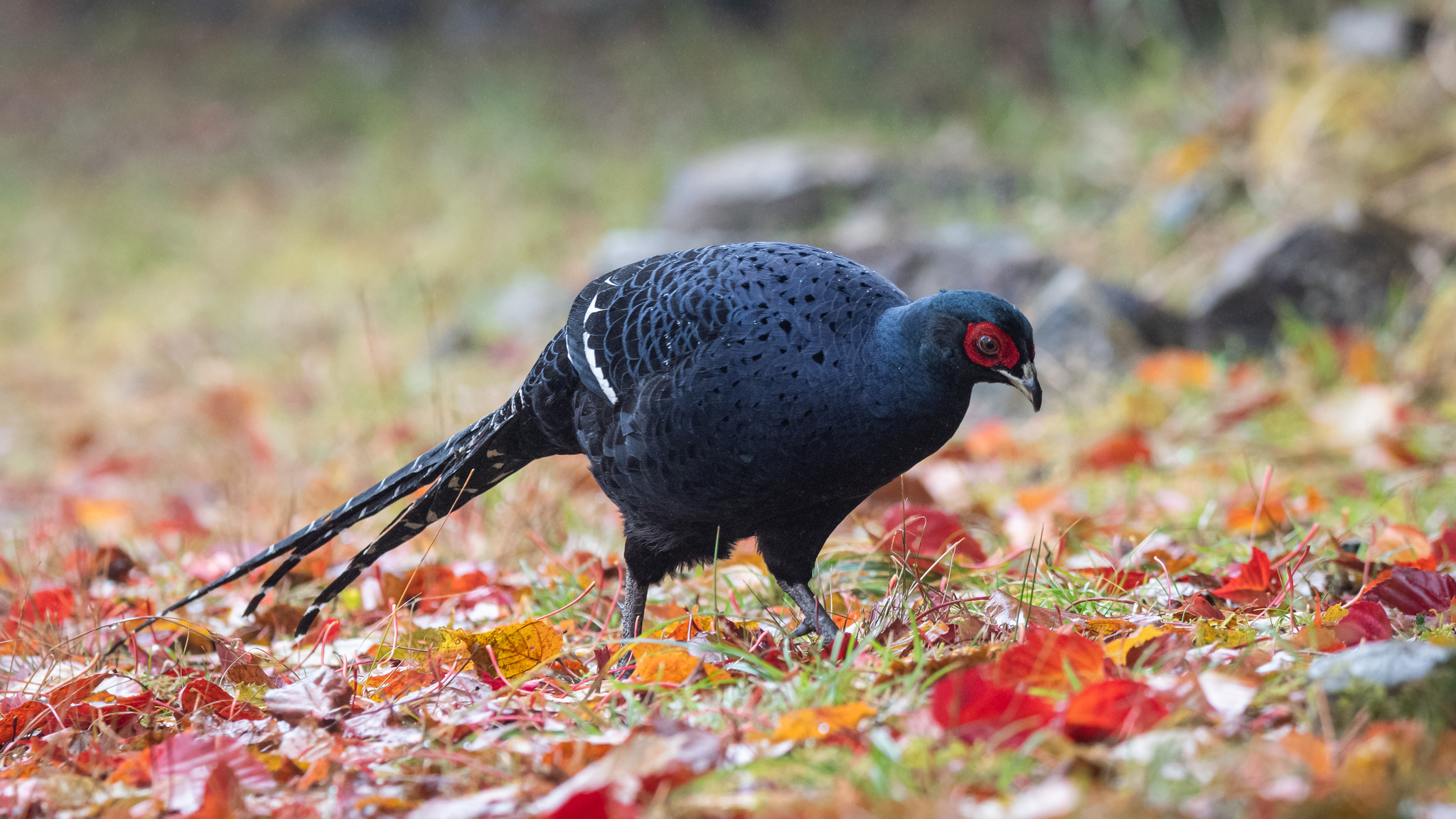 Mikado Pheasant