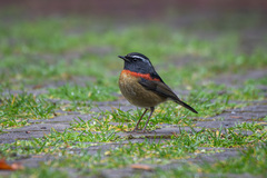 Collared Bush Robin photo 5
