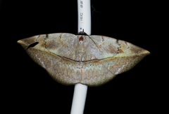 Hypopyra vespertilio