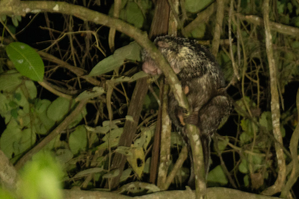 Amazonian Long-tailed Porcupine