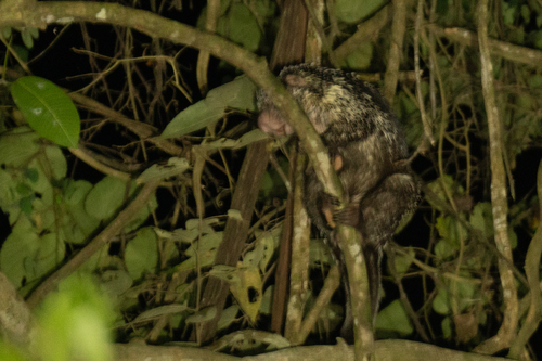 Amazonian Long-tailed Porcupine