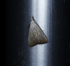 Meganola brunellus