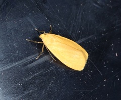 Manulea fuscodorsalis