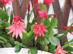 Rhipsalidopsis gaertneri