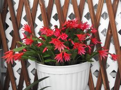 Rhipsalidopsis gaertneri