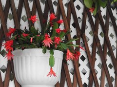 Rhipsalidopsis gaertneri