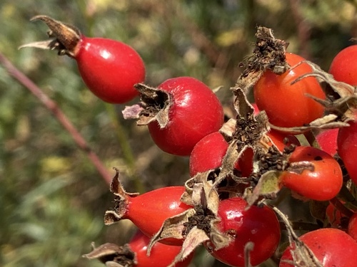 iNaturalist observation photo of California Wild Rose