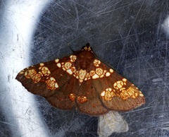 Saroba pustulifera