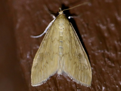 smartweed borer