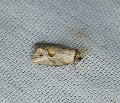Strotihypera macroplaga