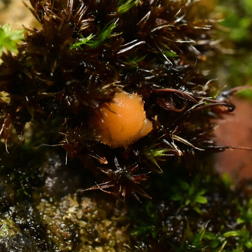 Pyronemataceae from Corvallis, OR, USA on January 11, 2025 at 02:45 PM ...