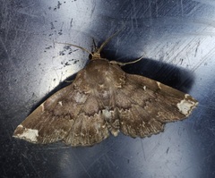 Adrapsa quadrilinealis