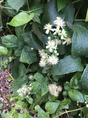 Clematis vitalba