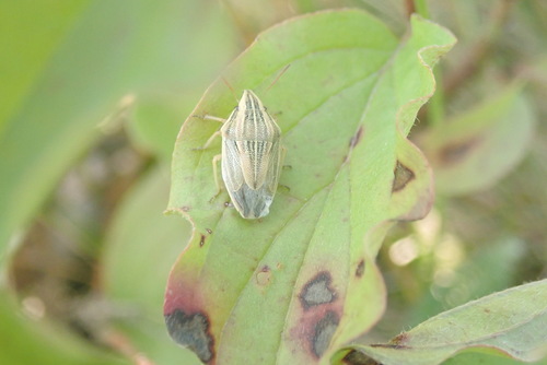 bzdocha kužeľovitá (Aelia acuminata)