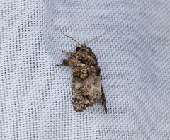 Callopistria guttulalis