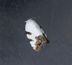 Casminola johannstumpfi