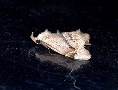 Euwilemania angulata