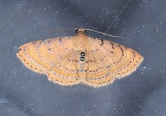 Homodes bracteigutta