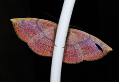 Hypopyra vespertilio