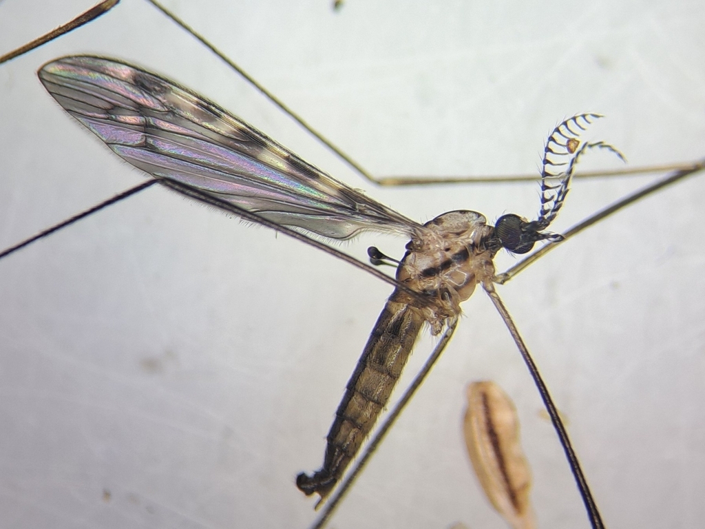 Rhipidia subcostalis