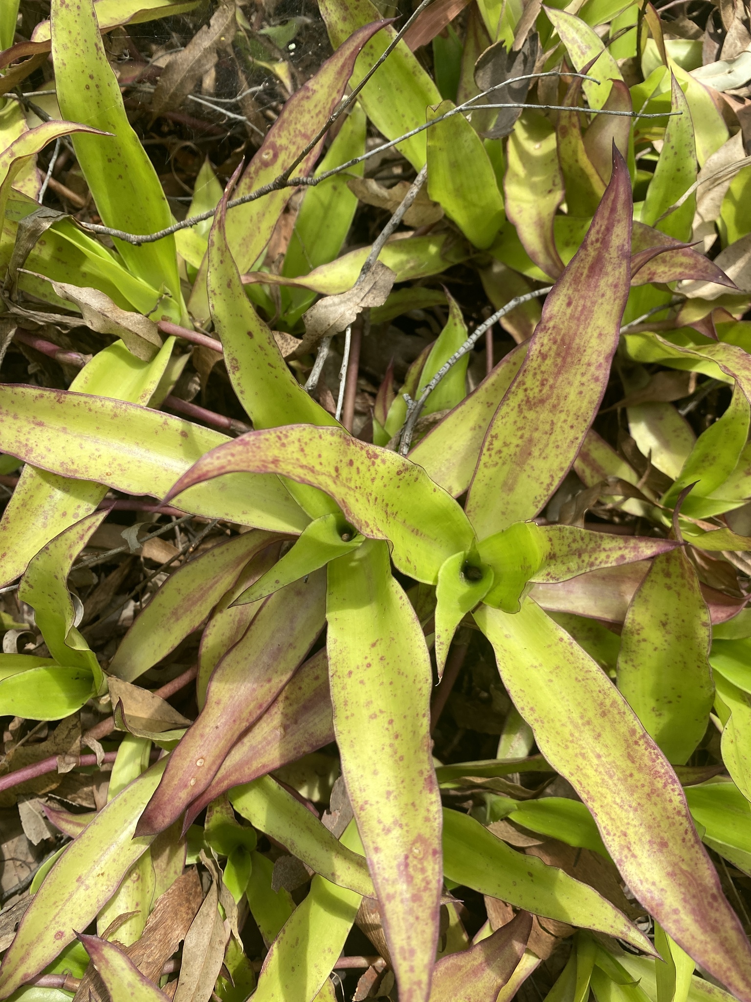 Imagem de Planta de cesta