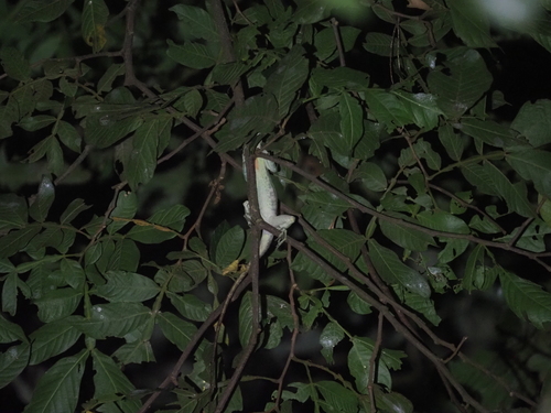 Dominican Giant Anole