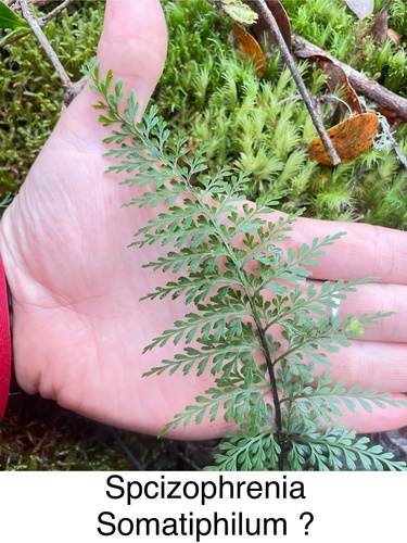 Asplenium schizophyllum observed 2025-01-13