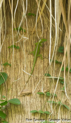 Dominican Giant Anole photo 2