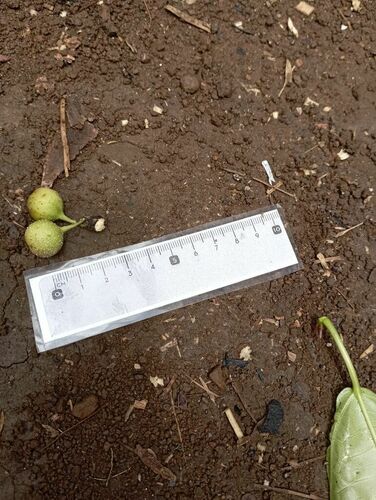 Ficus wassa observed 2024-09-22