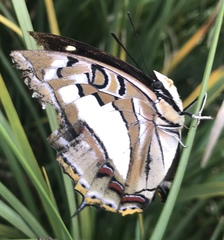 Polyura jupiter