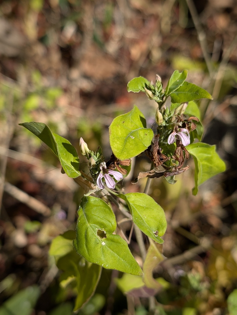 Holographis leticiana