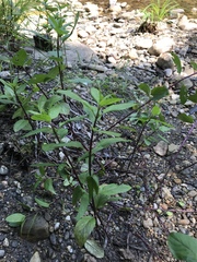 Mentha × piperita