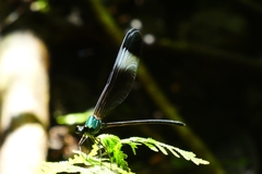 Psolodesmus mandarinus mandarinus