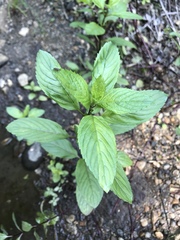 Mentha × piperita