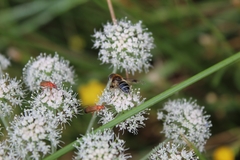 Eristalis rupium