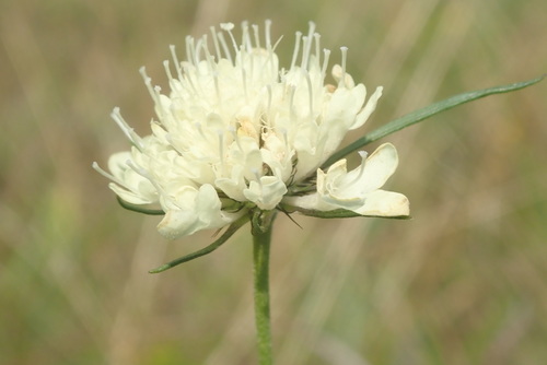 hlaváč žltkastý (Scabiosa ochroleuca)