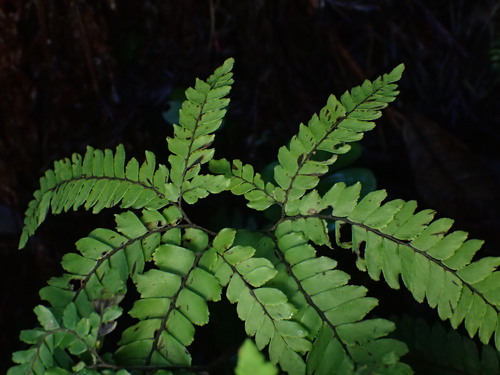 Adiantum hispidulum