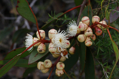Eucalyptus cosmophylla