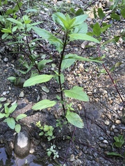 Mentha × piperita