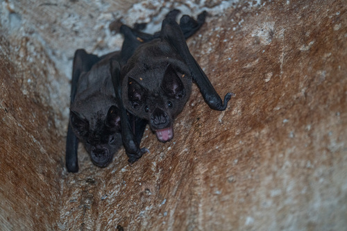 Greater Spear-nosed Bat