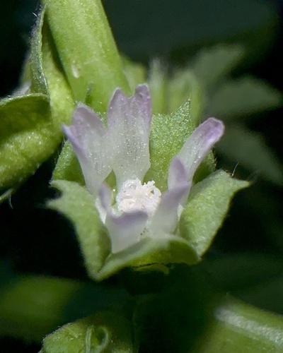 cheeseweed mallow
