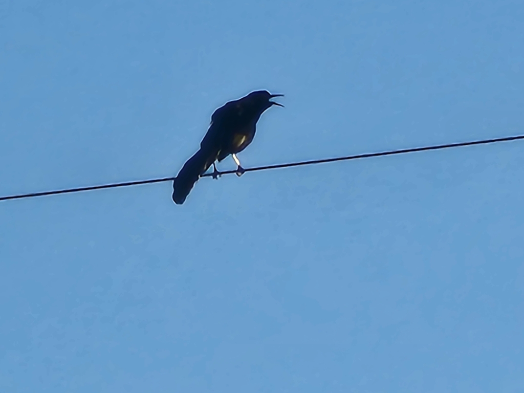 Mesquite Grackle