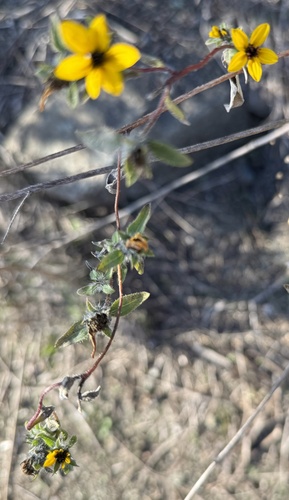 serpentine sunflower (Helianthus exilis)