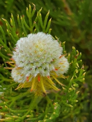 Serruria glomerata × villosa