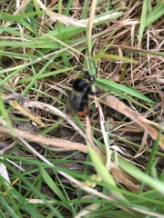 Bombus pratorum