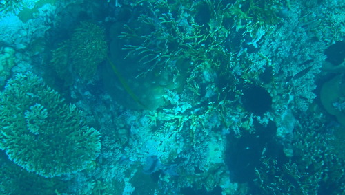 Pacific Trumpetfish (Aulostomus chinensis)