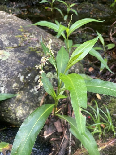 Persicaria glabra observed 2024-12-19