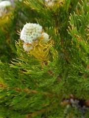 Serruria glomerata × villosa