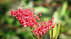 Rumex usambarensis